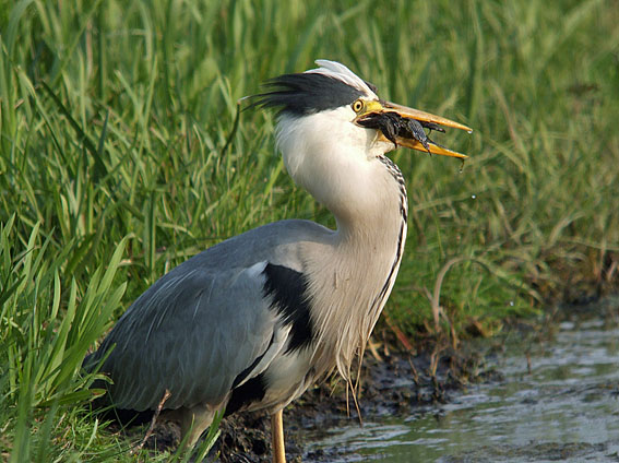 Blauwereiger_kievit130506A